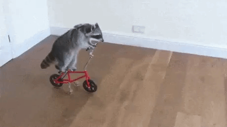 raccoon riding a bicycle