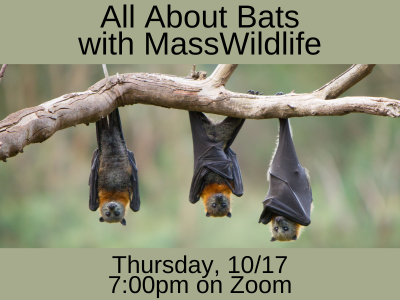 bats hanging from a branch