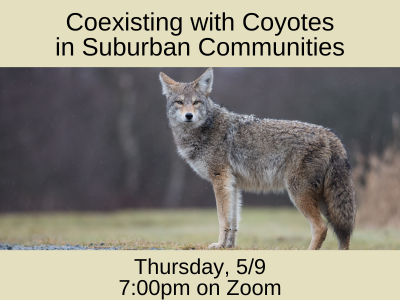 Coexisting with Coyotes in Suburban Communities on Zoom