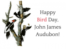 Happy Bird Day, John James Audubon!