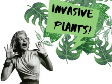 woman screaming invasive plants