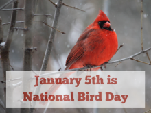 January 5th is National Bird Day