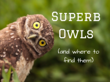 Superb Owls (And Where to Find Them)