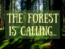 The forest is calling...