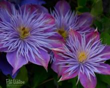 Crystal Fountain Clematis