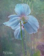 Himalayan Blue Poppy