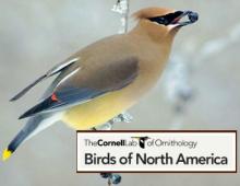 Cedar Waxwings populations are on the rise in Massachusetts