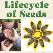 Lifecycle of Seeds