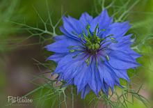 Indigo Blue Nigella