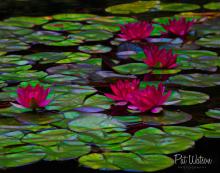 Stained Glass Water Lillies