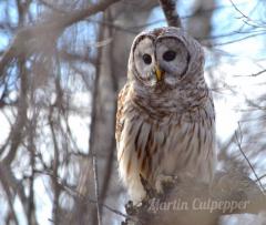 owl martin culpepper