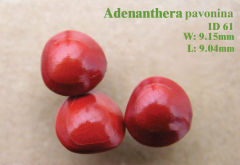 Adenanthera
