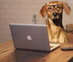 dog with laptop