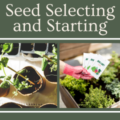 seed packets