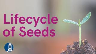 Lifecycle of Seeds