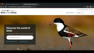 Birds of the World Online